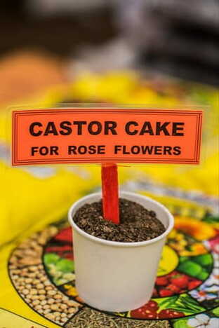 Castor Cake
