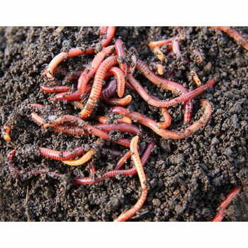 Earthworm Asenia Fatida